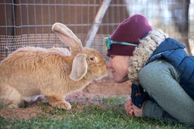 Millie the giant rabbit nose-to-nose with a person