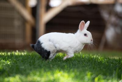 Spencer the bunny running while wearing his pants