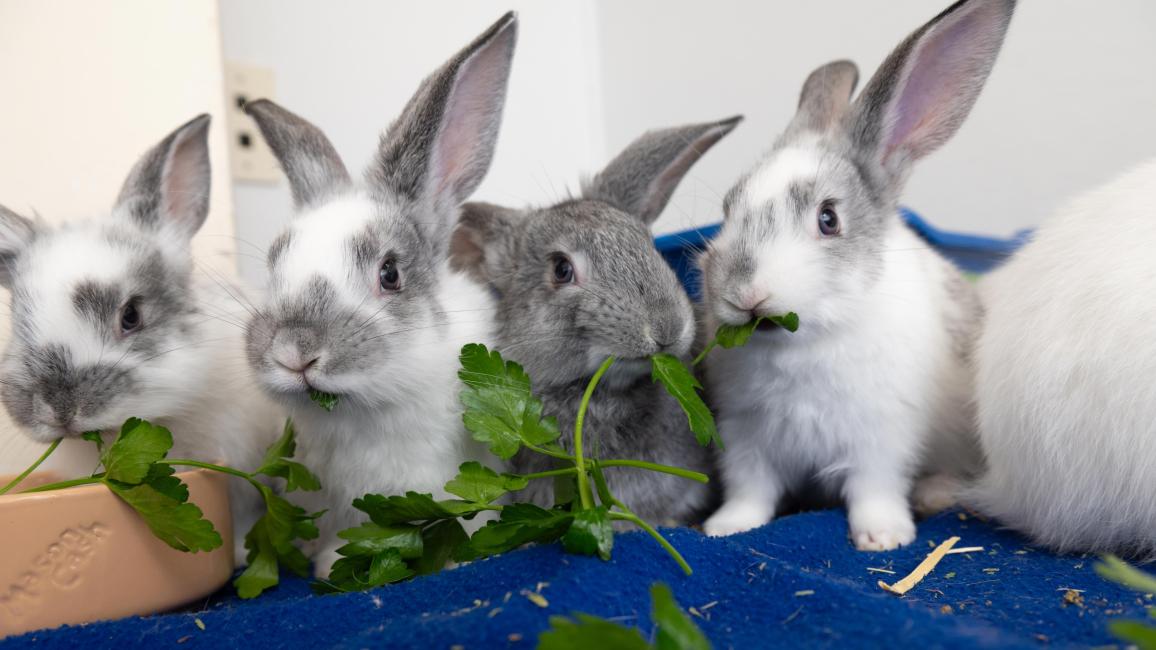 Line of baby bunnies eating cilantro