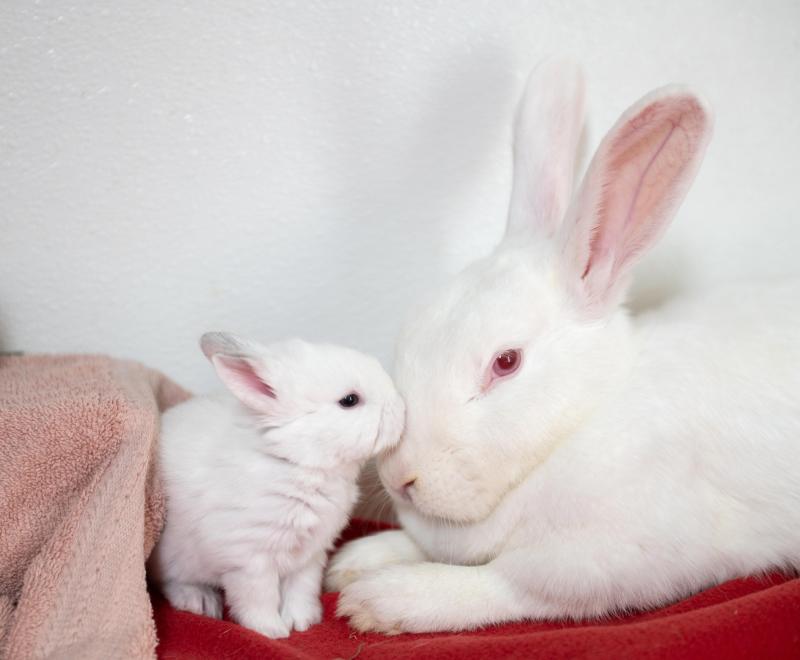 A white mama rabbit nose-to-nose with her white baby