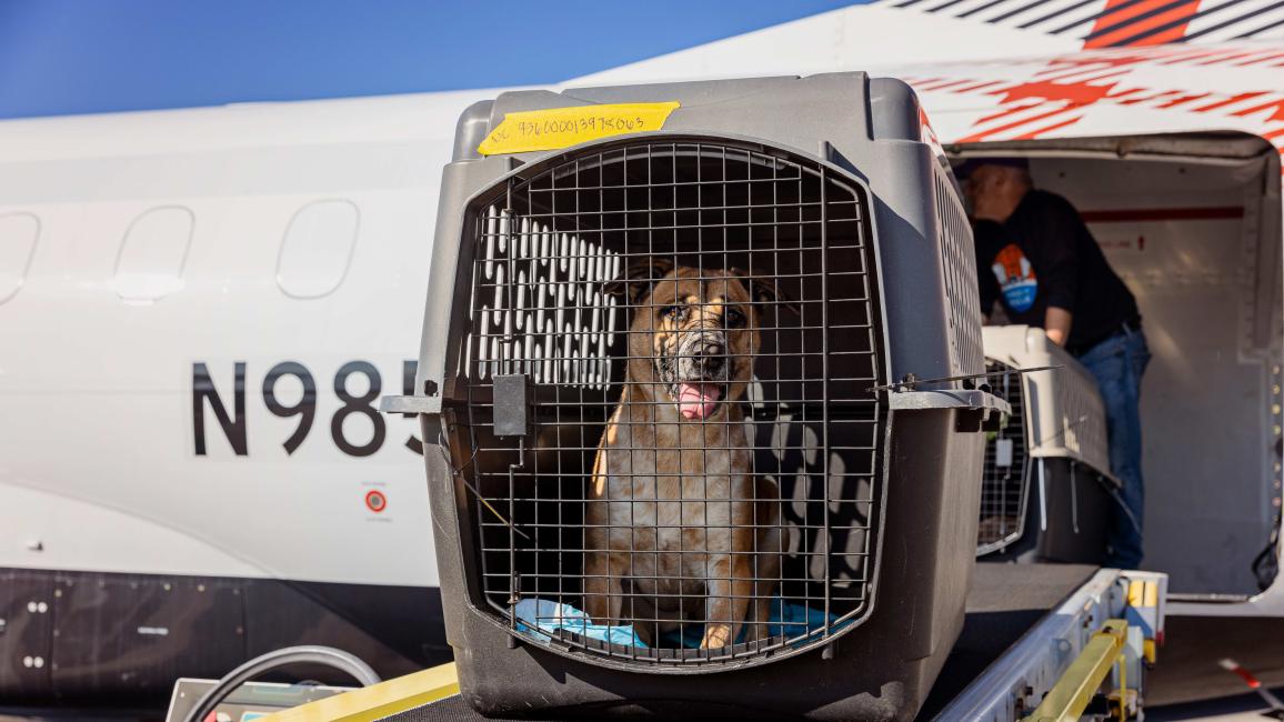 Dog in create for a flight transport following the Los Angeles fires