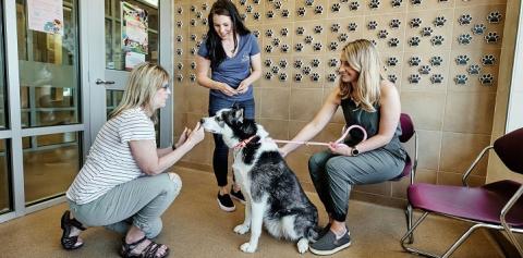Dog reuniting with owner