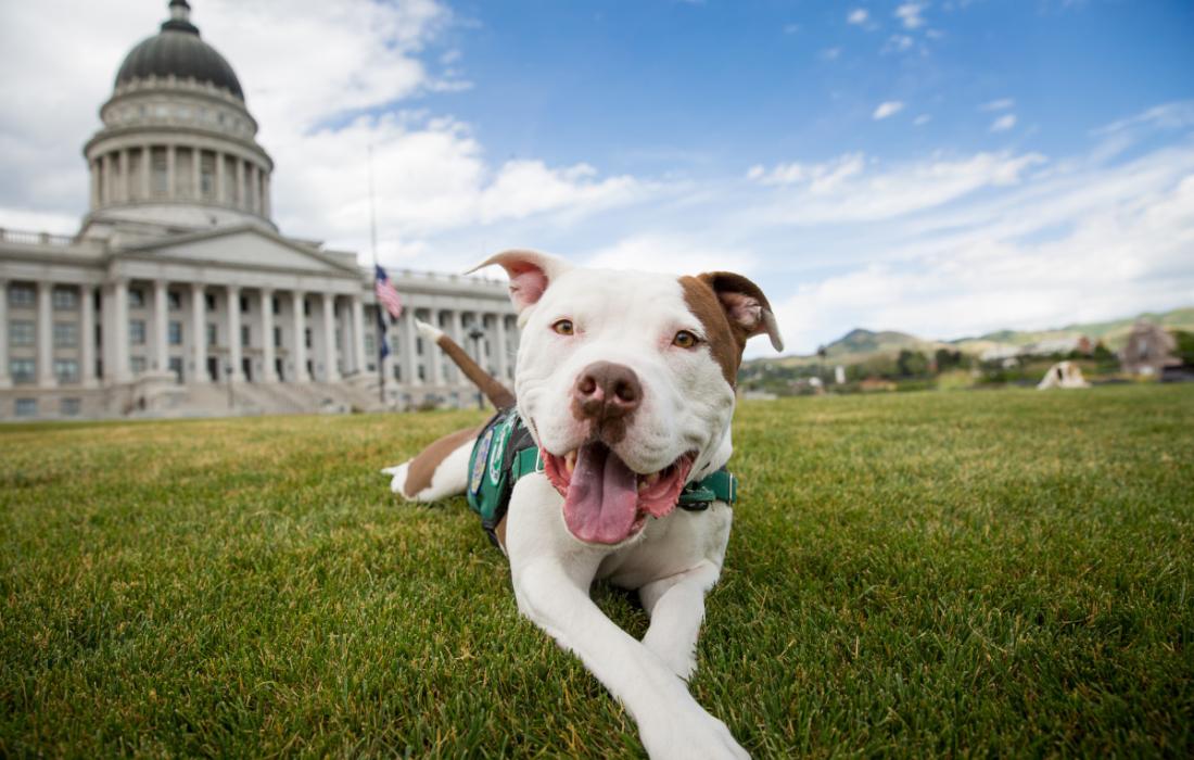 Happy brown and white dog lying on green grass in front of the Utah Capitol building