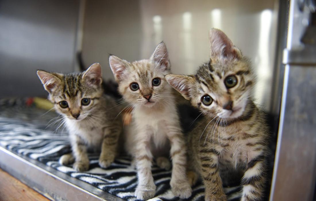 3 kittens looking at camera