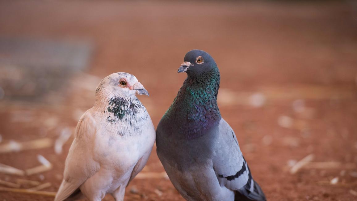 Two pigeons standing next to each other, one mostly white and one mostly gray