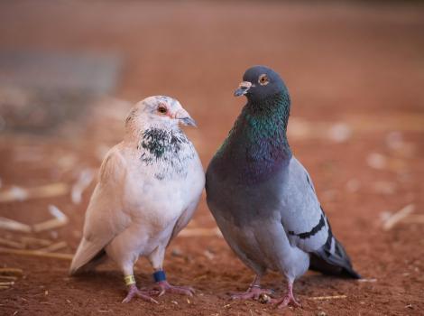 Two pigeons standing next to each other, one mostly white and one mostly gray