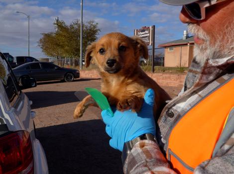 Chico the puppy being dropped off at the Best Friends mobile clinic