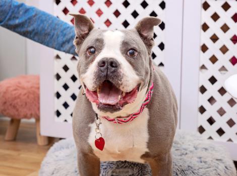 Person petting a happy looking gray and white dog