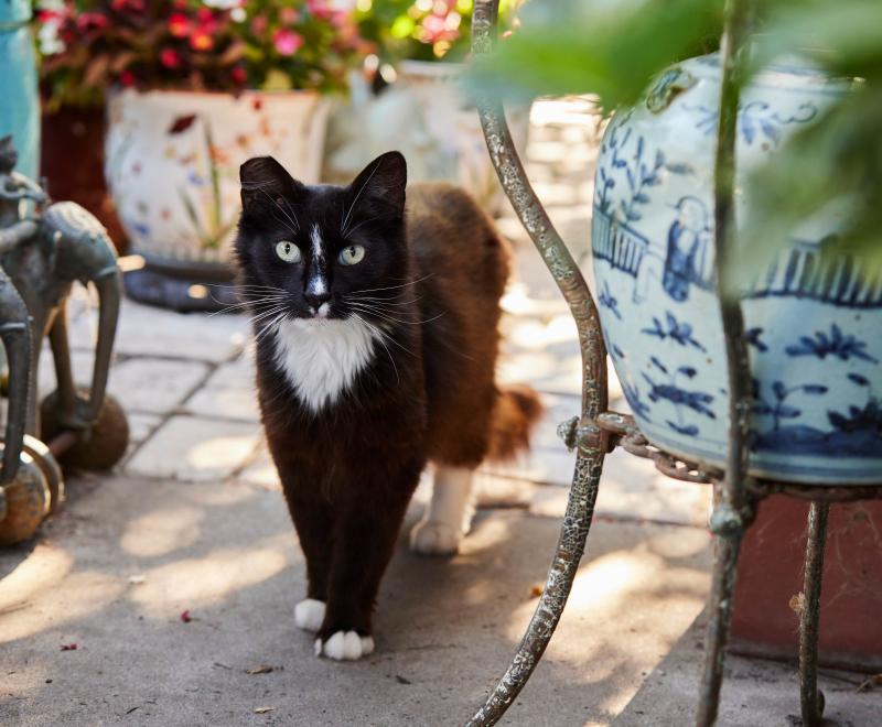 Ear-tipped black and white community cat on a patio