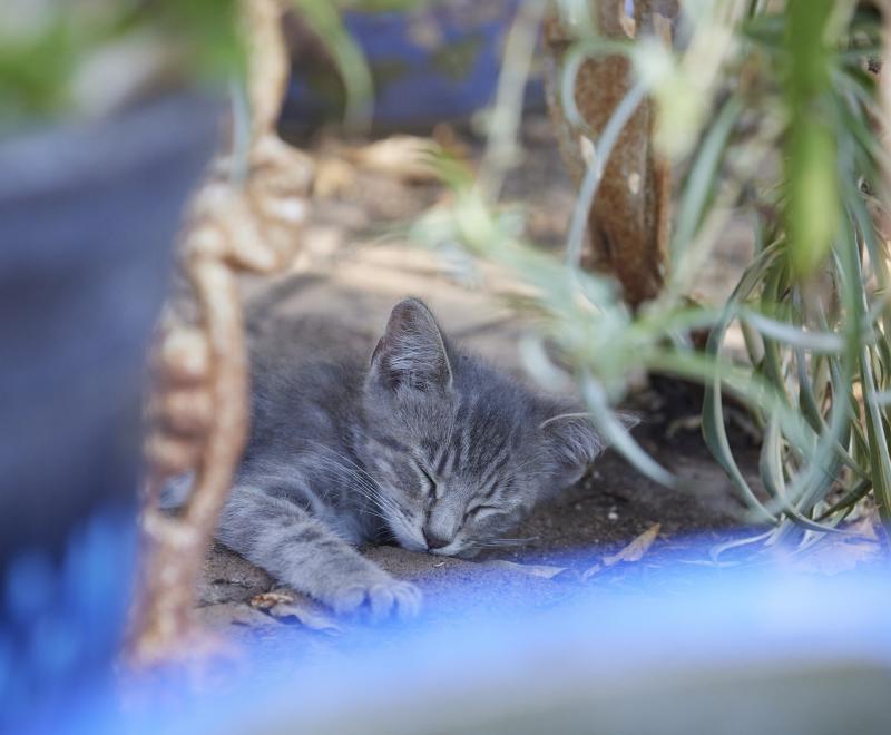 Gray cat sleeping in the grass