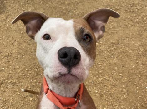 The face of Coral, the mama dog, wearing a red collar