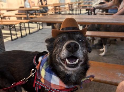 Henry the dog looking happy and wearing a cowboy hat and bandanna