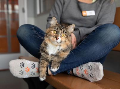 Clawdia the cat sitting in a Best Friends employee's lap