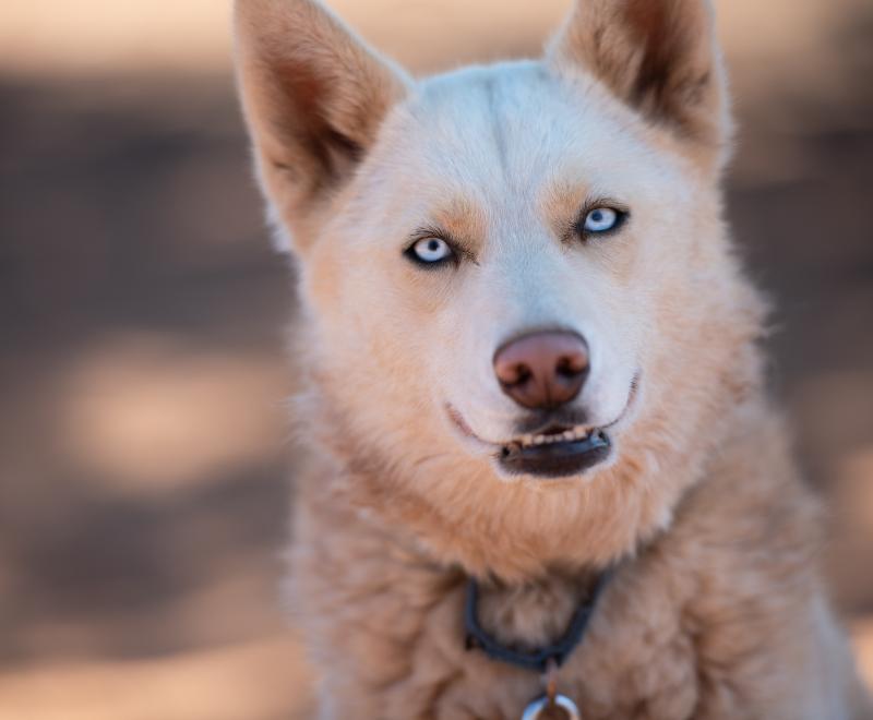 White dog with blue eyes