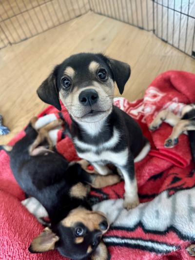 Two puppies on a red blanket in a puppy playpen