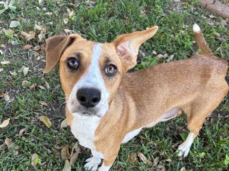 Daisy the dog outside on some green grass