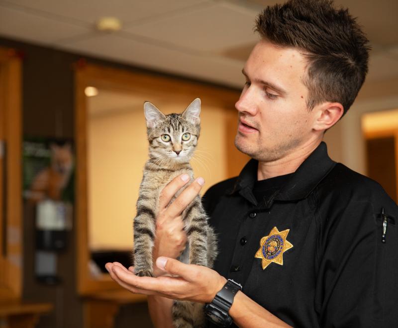 Animal Control Officer holding a tabby kitten in his hands