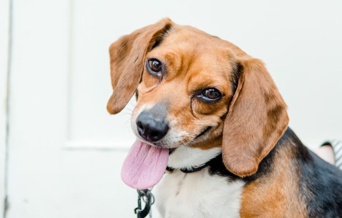 Smiling beagle whose tongue is out