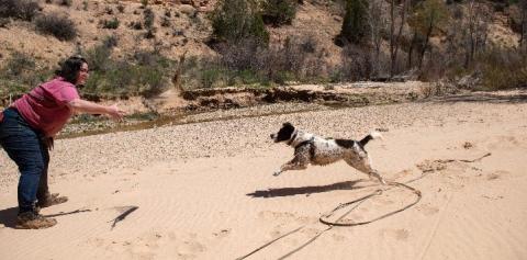 Woman training black and white dog in canyon