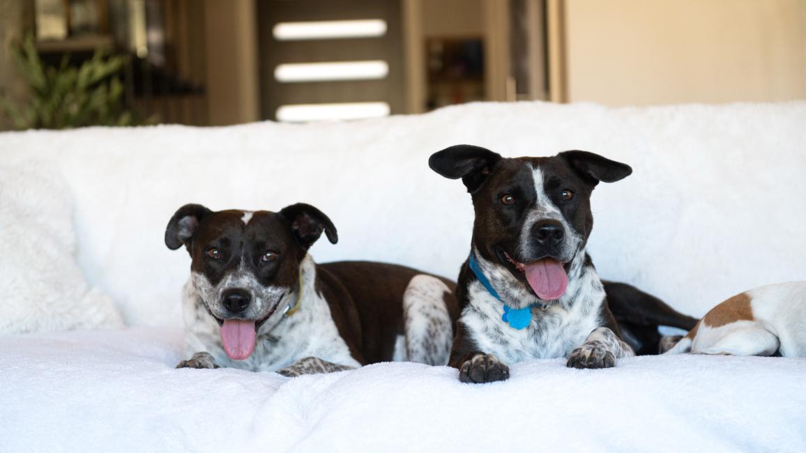 Didgeri and Didgeridoo the dogs lying next to each other on a couch