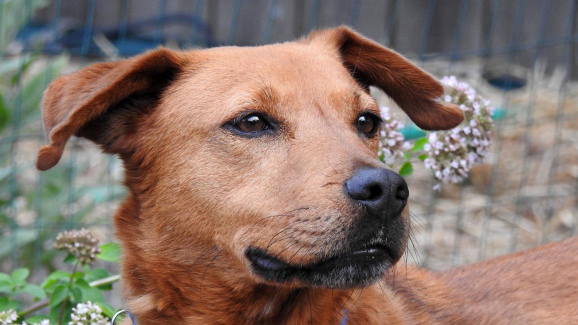 Smokey the dog, outside, wearing a blue collar