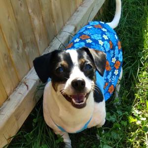 Casey the dog standing in a yard next to a fence