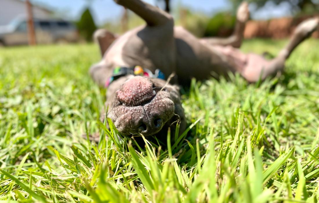 Dove the dog rolling in the grass