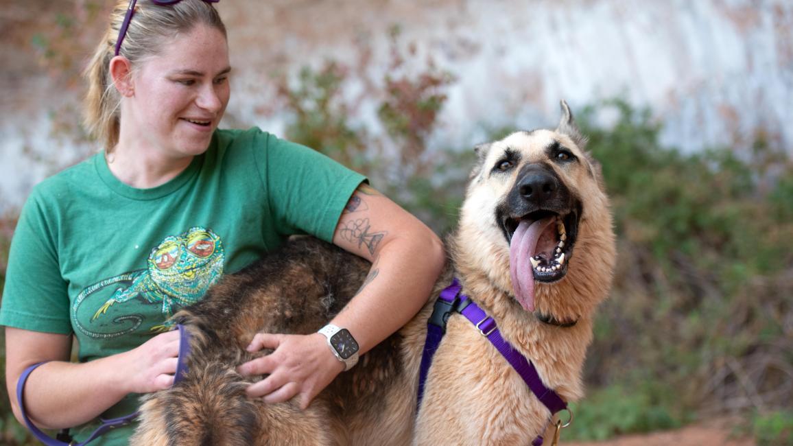 Rydell the German shepherd mix with his tongue out being scratched on the hind end by a person
