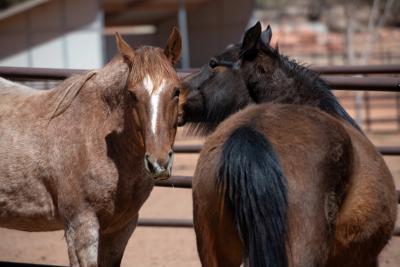Emma and Solo the horses outside beside one another with Solo nuzzling Emma's face 