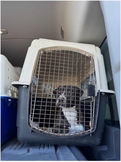 Evelyna the dog in a crate