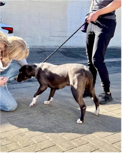 Evelyna the dog on a leash greeting a person