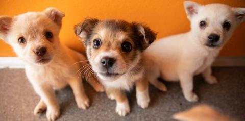 Three puppies in front of orange wall