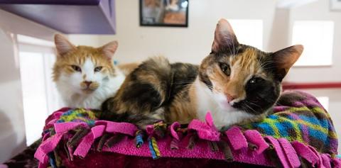 Calico cat and tan and brown cat laying together