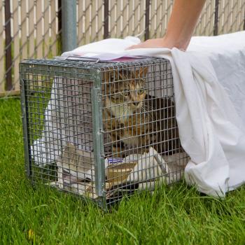 Releasing cat