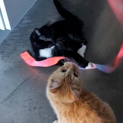 Puck the cat and Book the kitten playing with a ribbon