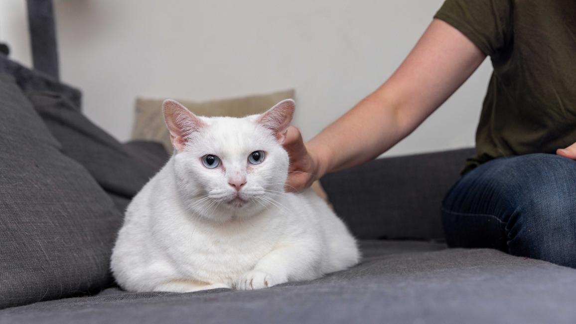Person petting a white cat on a couch