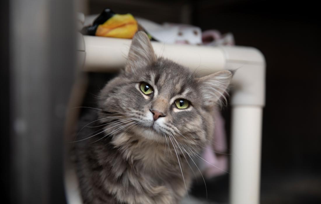 Gray medium hair cat below a Kuranda bed