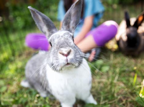 Two bunnies sitting in green grass with a person