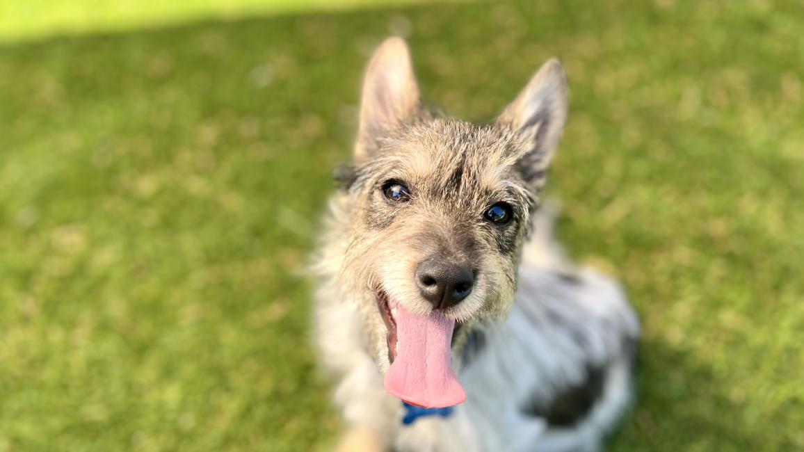 Freya the puppy with tongue out sitting on green grass
