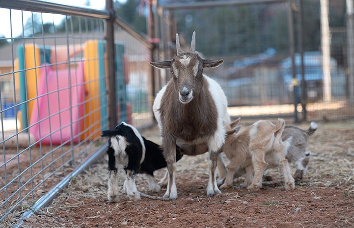 Fleury the goat nursing her kids