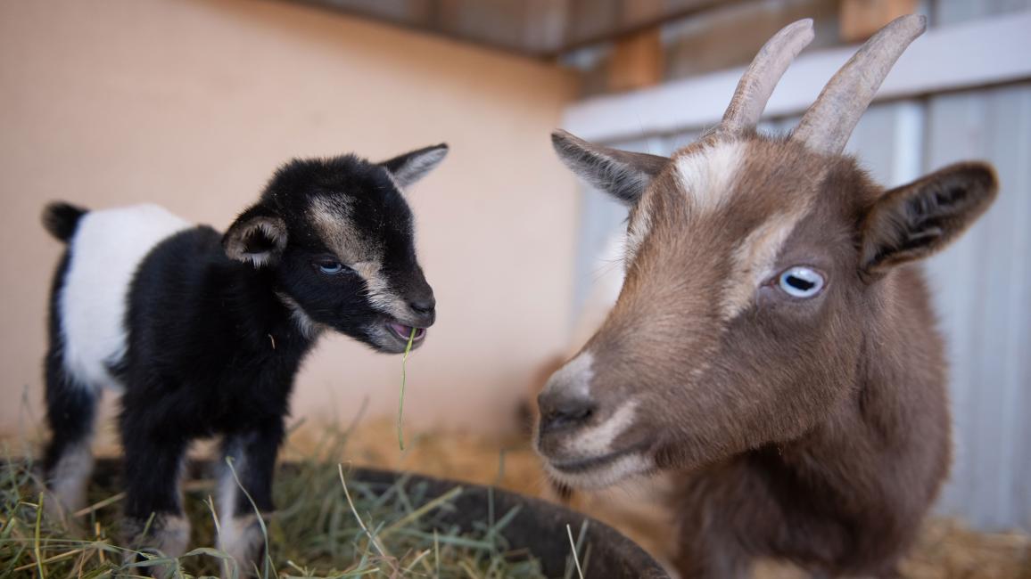Fleury the goat with her baby Ziggy