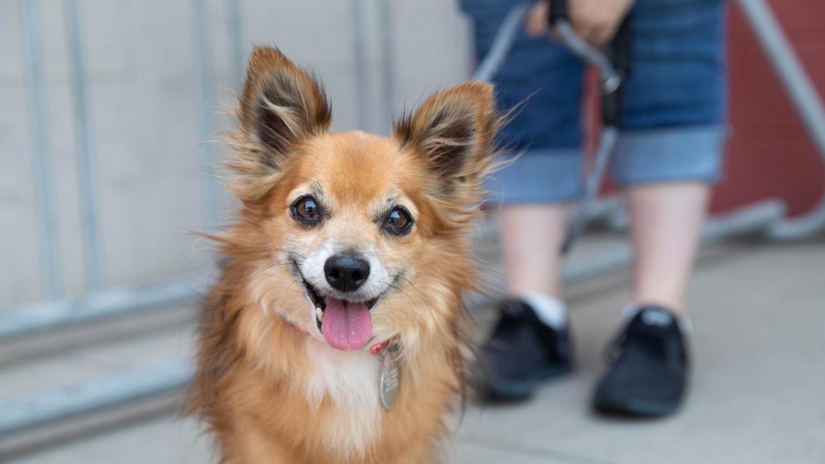 Small brown dog smiling with tongue out, outside on a leash held by a person