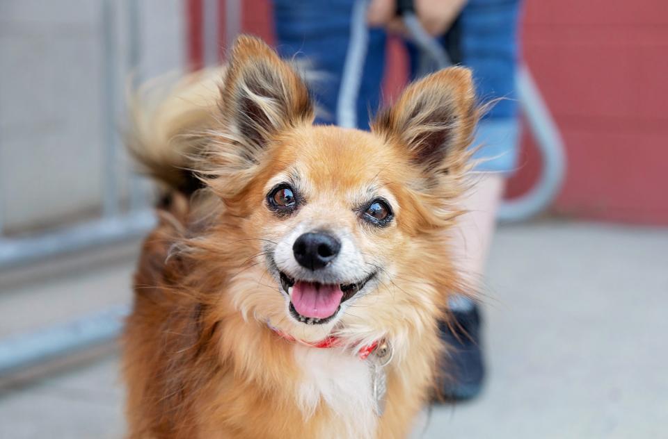 Small fluffy brown dog being walked on a leash