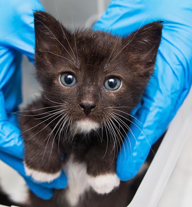 Person wearing gloves holding a tiny kitten in their hands