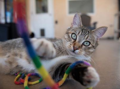 Cat playing with a string toy