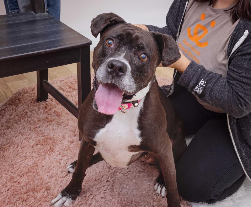 Britt the dog with a gray muzzle, smiling with tongue out