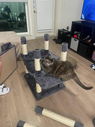 Judy the cat on a cat tree that is partially assembled