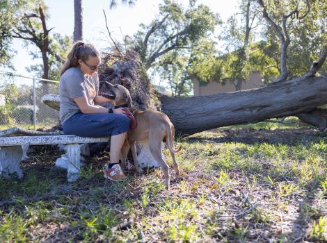 Person with a dog with a downed tree in Florida after Hurricane Milton