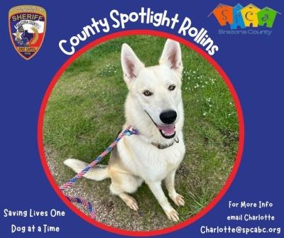 Brazoria County Spotlight Dog Rollins