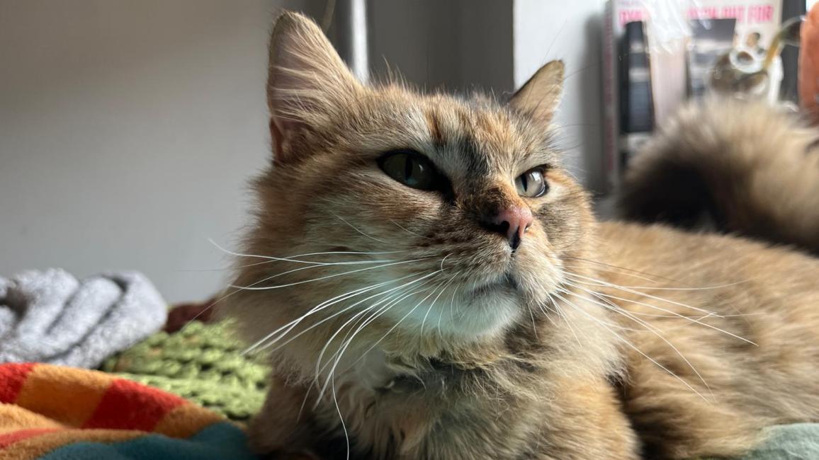 Indy the cat, lying on a blanket
